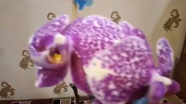 Орхидея фаленопсис Sun Beauty (Красота Солнца). Домашнее цветение. смотреть онлайн
