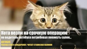 Кота везли на срочную операцию. Но водитель автобуса потребовал покинуть салон