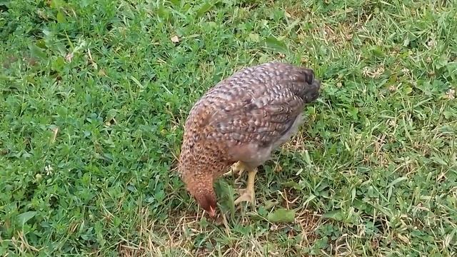 Где живут куры?Курятник зимний и летние дачи для кур смотреть онлайн