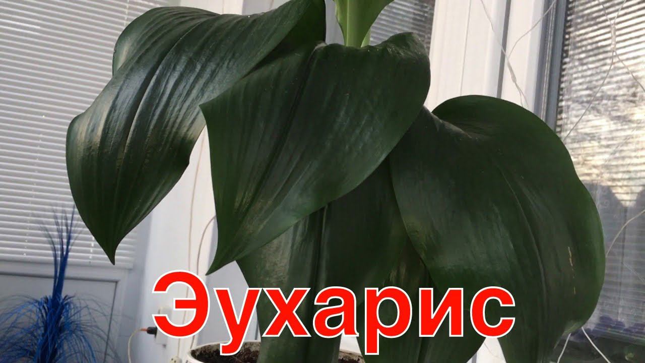 #кубанскаясантабарбара# Мои комнатные цветы.Эухарис. смотреть онлайн