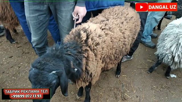 12.03.2023 | Турткуль Кой бозор Нархлари ТЕЗ КОРИНГ смотреть онлайн