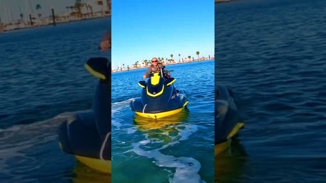 Teaching my Dog to jetski! W/ Dolphin ? encounter