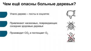 Георадарная томография стволов деревьев