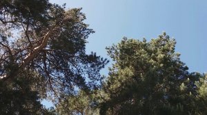 25 мая 2019. Шумейка. Сосновый бор и пруд.