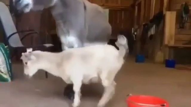 Осел козлу не товарищ смотреть онлайн