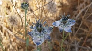 Carmit Livne | "love-in-a-mist"- Intuitive Singing with Sansula A