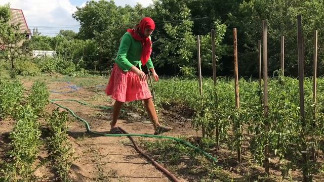 Как правильно поливать помидоры! смотреть онлайн