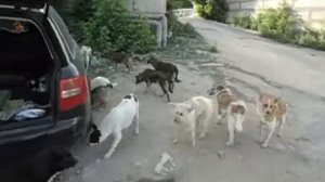 Бродячие псы окружили машину, что бы разорвать кошку