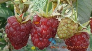 Малина традиционная Гордость России (rubus) ? обзор: как сажать, саженцы малины Гордость России