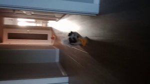 милый собакен моего друга