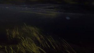 Подводная охота. Мурманская область. Сёмга. 2017