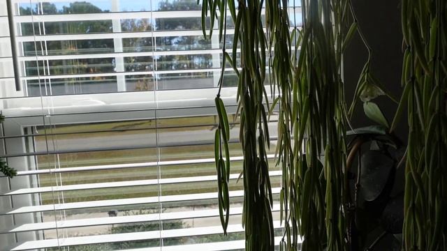 Hoya Linearis blooms смотреть онлайн