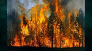 "Лес в жизни человека", Окружающий мир 4 класс ч.1, с.69-70, Планета знаний.