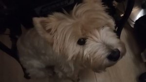 Простая деревенская свадьба двух взрослых людей в Беларуской деревне .Готовим сами !)))За стол!))