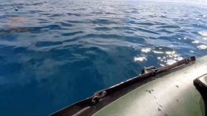 ловля крупной трофейной трески , териберка , баренцево море , июль 2020