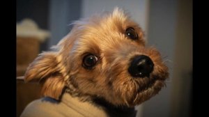 Why You Should Get the Sony 28-60mm Kit Lens with the Sony A7C