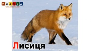 Абетка для дітей "Тварини" - Вчимо український алфавіт