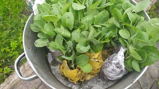 Какой у меня вырос редис!? Продаю редиску доставкой