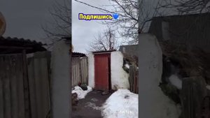 смешные,милые,факты-видео из тик тока+лайфхаки от рикардо