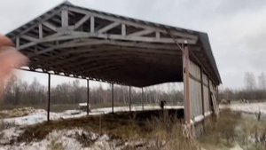 Как содержать мясной скот