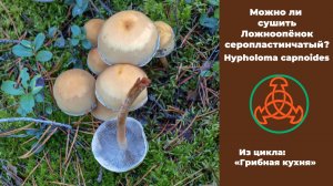 Можно ли сушить Ложноопёнок серопластинчатый (ЛОСП)?  Hypholoma capnoides.