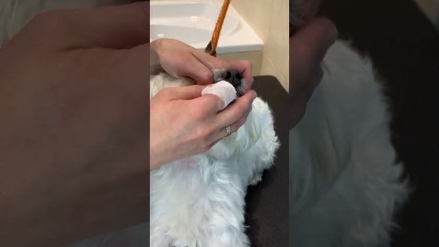 Чистка зубов для мальтезе смотреть онлайн