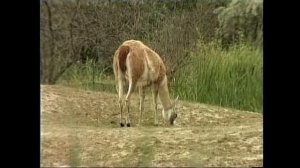 Lama guanicoe - Гуанако - Guanaco