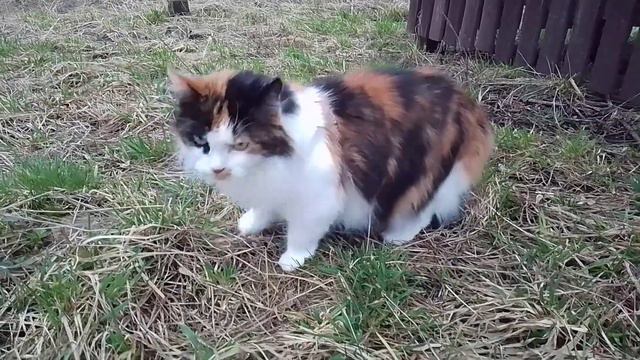 Трехцветная кошка на прогулке