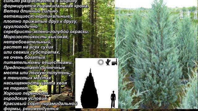 'Wichita Blue' - "Вичита Блю". Можжевельник скальный. Juniperus scopulorum. Rock juniper. смотреть онлайн