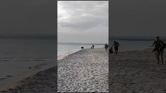 Дикий кабан распугал отдыхающих на Крымском пляже