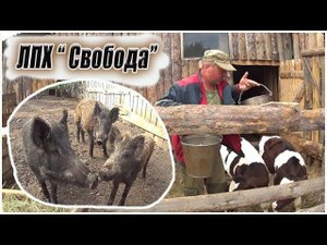 Необычная ферма Александра Кабаны