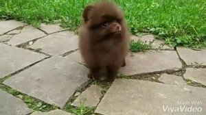 Мальчик мини шоколадный шпиц