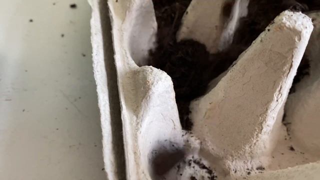 ЭКСПРЕСС - черенкование георгин. смотреть онлайн