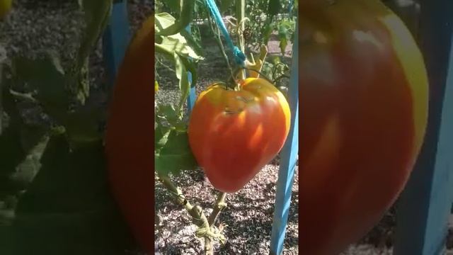 №10 "Сердце Гомера".  Сорта помидоров. Выращивание помидоров. Огород. Сад. Томаты.