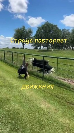 Страус повторяет движения