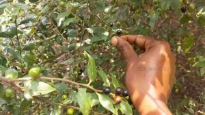 Jackal Jujube Fruit Picking in my Village