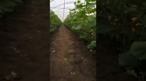 Японские  огурцы, Арап. Очень ранние! Оптовая цена сегодня 35руб.