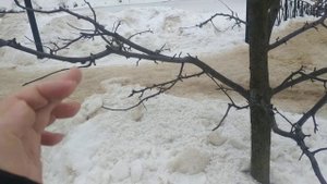 Формировка и обрезка яблони.Как ПРАВИЛЬНО  сформировать ЯРУСЫ, СКЕЛЕТНЫЕ и ПОЛУСКЕЛЕТНЫЕ  ветви?