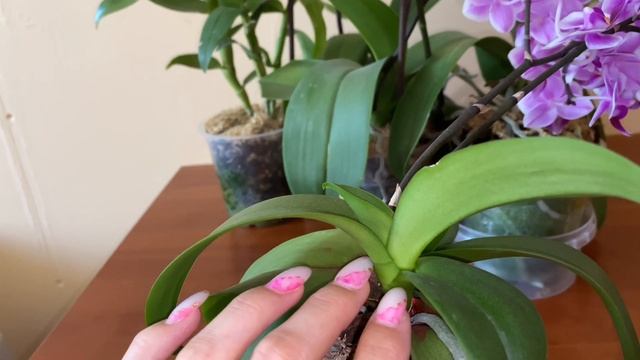 ‼️Раздаю орхидеи‼️?Расхомячивание Слабонервным не смотреть‼️#сочи #моицветочки #цветы #орхидеи смотреть онлайн