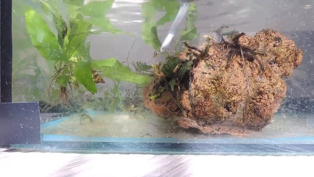 Печальный результат лечения буцефаландр от черной бороды, как вы думаете в чем ошибка? смотреть онлайн