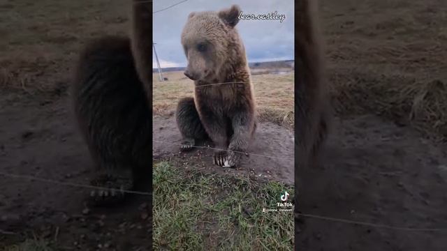 Медведь Вася и гусиное яйцо
