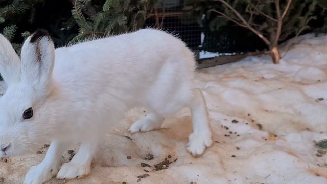 Кто где и за что сидит? Дневные вольеры смотреть онлайн