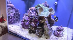 морской аквариум 100 литров