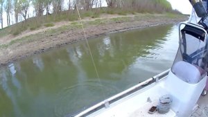 Апрель 2015, ловля воблы на поплавок в проводку на каждом забросе!