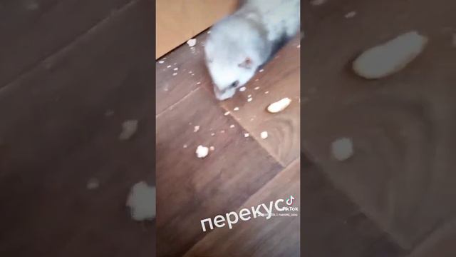 перекус мого хорька