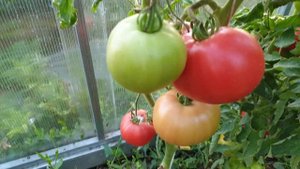 Показываю и говорю правду. Лучшие гибридные томаты для теплиц. Вкусные и крупные.