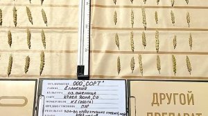 Чем увеличиваем урожайность озимой пшеницы?