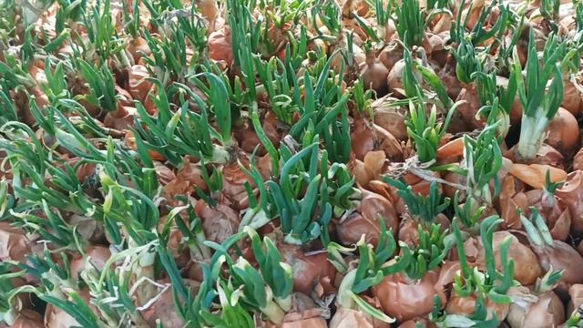 Лук на перо. Проросший посадочный, что с ним делать? смотреть онлайн