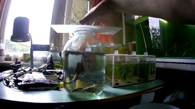 Икра данио. Мальки гуппи (Аква Хижина, выпуск 82) смотреть онлайн