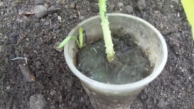 ВЫСАЖИВАЮ ОГУРЦЫ В ГРУНТ. Ольга Чернова. смотреть онлайн